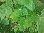 2012-06-30 10.33.18.jpg