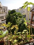 A côté du tournesol il y a trois plantes que je n'ai pas poussé : l'ombellifère avec des petites fleurs blanches, l'espèce de coquelicot violet et la grande pousse avec un bouton rond au bout!