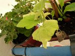Je me demande si ça ne pourrait pas être des calendula de lugnak?