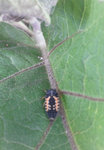 insecte.jpg