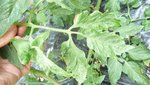 feuilles de tomates 3.JPG