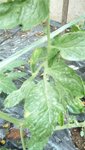 feuilles de tomates 4.JPG
