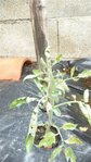 dernier plants de tomates.JPG