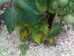 Jaunissement sur tomates marmandes