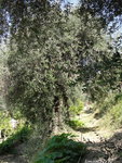 oliviers plantés par obligation aux gens du village a l'époque des Lascaris!le seigneur ordonnait !!<br />les paysans obeissaient!