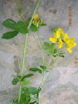 cricri1408072008a.jpg