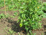Photo 003.jpg