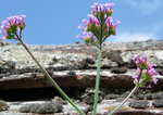 Sékoidon 30-06-12 01.jpg
