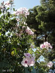 1-DSC05028.JPG