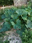 courgettes 1.jpg