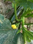 courgettes 2.jpg