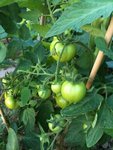 tomates.jpg