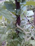 haricot tomate 1.jpg