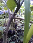 aubergine 20712.jpg