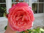 IMG_0570 (Small) (2).JPG