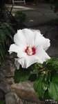 un blanc!
