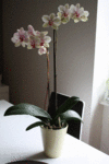 IMG_8787.gif