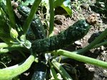 Courgettes bosselees