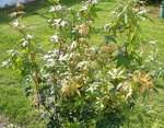 DSC00125.jpg