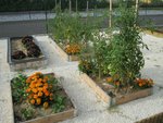 un zoom sur les carrés de tomates, fraises , salades