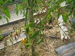 les dégâts sur les tomates 1 semaine après le traitement au chlorate de soude