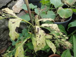 DSC01183.JPG