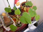 P1090041.JPG
