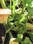 boici donc ce que cela donne mes bb courgette qui seche