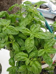 Mon épouse ayant du mal a ce déplacer !ce pot est<br />juste a coté de la cuisine!<br />le reste au potager!