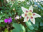 Phlox et lys  F.JPG