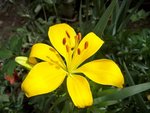 lys