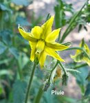 Fleur de tomate.jpg