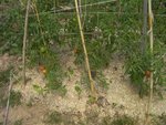 tomates anciennes potager 2.jpg
