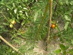 tomates Montfavet.jpg