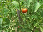 tomates haricots.jpg