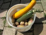 courgette  patate king edward.jpg