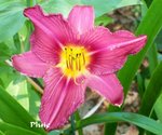 Hémérocalle rose