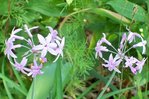 Tulbaghia
