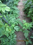 2012-07-04  revenus ++x.jpg