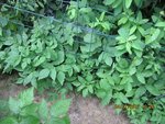 2012-07-04 horreur 1x.jpg