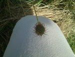 DSC00434.JPG