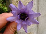 fleur bleue 2.jpg