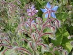 fleur5.jpg