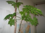 plante.jpg