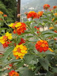 Lantana, ex boutures!!