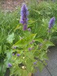 IMG_20120705_134347.jpg