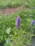 IMG_20120705_134352.jpg