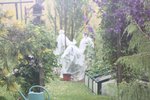 J'avais encore quelques sacs à tomates donc je les ai mis sur quelques pieds qui me paraissaient encore sains.
