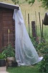 Mon installation de fortune pour protéger les 5 plants de tomates