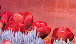 cladode rouge.jpg